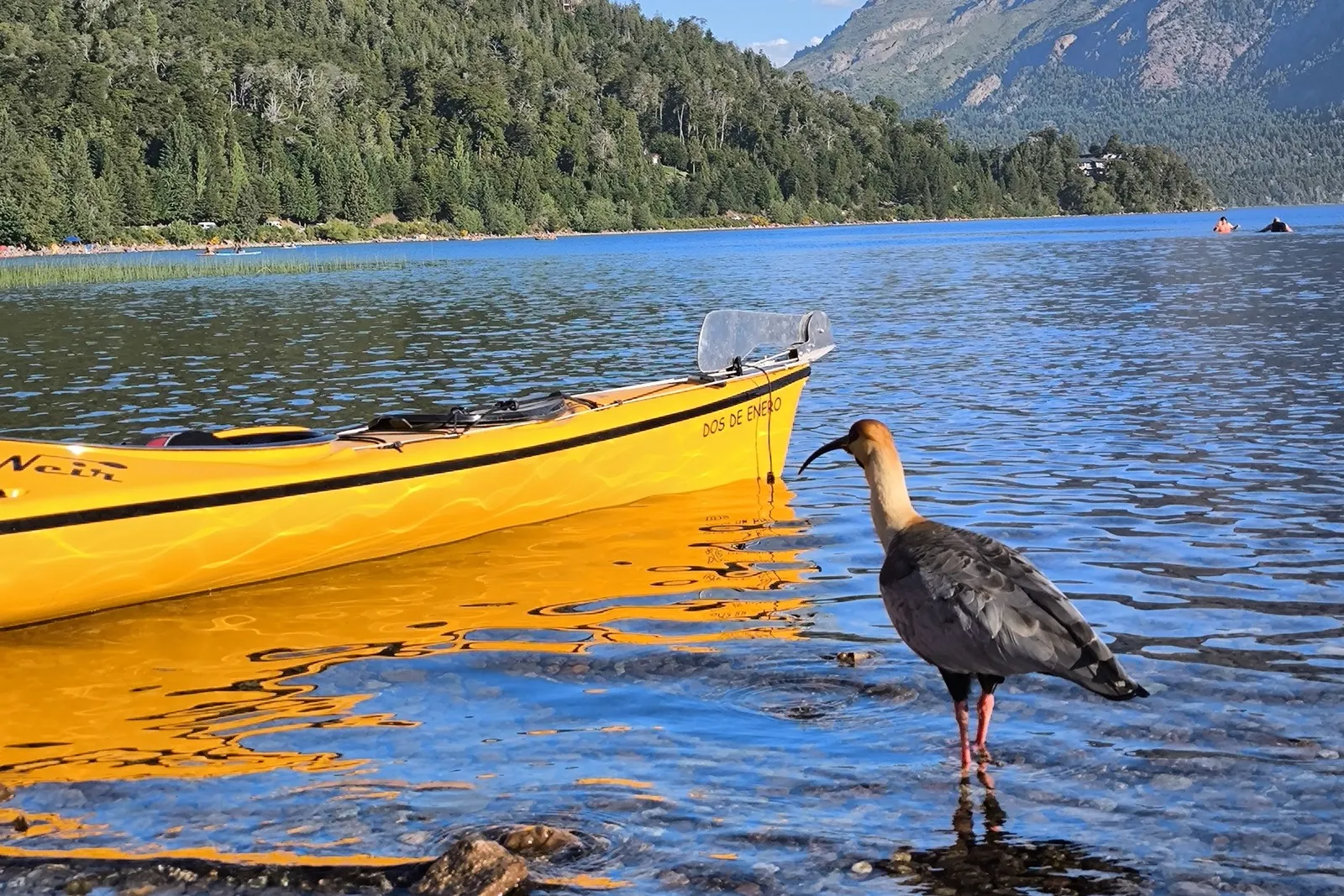Un bote amarillo en la orilla del lago y una bandurria parada en el agua, con el bosque y los cerros de fondo.